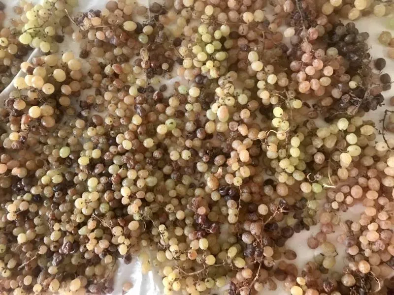 طرز تهیه کشمش در خانه 2